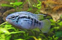 Laetacara araguaiae