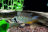 Apistogramma sp. 'breitbinden'