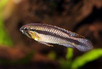 Apistogramma gephyra