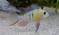 Mikrogeophagus altispinosus