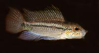 Apistogramma eremnopyge