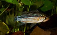 Apistogramma rubrolineata
