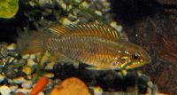 Apistogramma rubrolineata