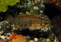 Apistogramma rubrolineata