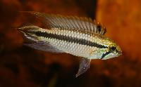 Apistogramma sp. '2 Rio Jari Purus'