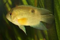 Cleithracara maronii