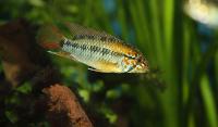Apistogramma viejita