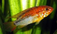 Apistogramma hongsloi