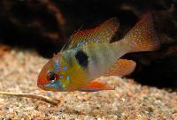 Mikrogeophagus ramirezi