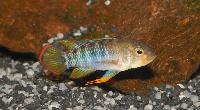 Apistogramma baenschi