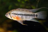 Apistogramma acrensis