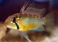 Apistogramma atahualpa