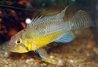 Apistogramma cacatuoides