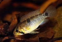 Apistogramma rupununi