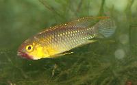 Apistogramma sp. 'wilhelmi', ('abacaxis')