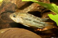 Apistogramma ortegai