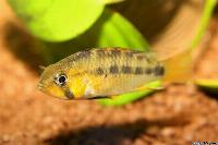 Apistogramma ortegai