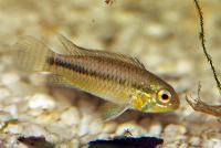 Apistogramma staecki