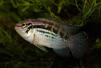 Laetacara araguaiae