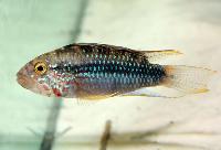 Apistogramma barlowi