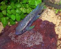 Laetacara curviceps