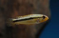 Apistogramma pulchra