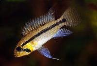 Apistogramma staecki