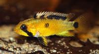 Apistogramma atahualpa