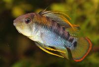 Apistogramma baenschi, hane
