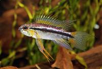 Apistogramma bitaeniata, hane