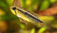 Apistogramma bitaeniata, hona