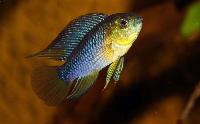 Apistogramma borelli