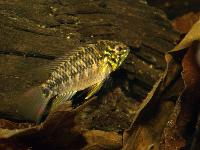 Apistogramma borelli