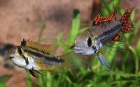 Apistogramma cacatuoides
