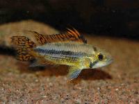 Apistogramma cacatuoides