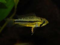 Apistogramma cacatuoides