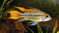 Apistogramma cacatuoides, hane