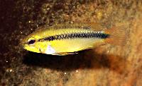 Apistogramma erythrura