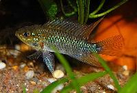 Apistogramma eunotus