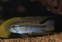 Apistogramma paucisquamis