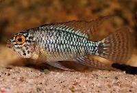 Apistogramma sp. 'steel blue'