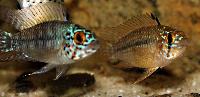 Apistogramma sp. 'steel blue'