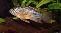 Apistogramma ortegai
