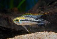 Apistogramma sp. 'Tefe'