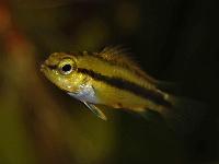 Apistogramma trifasciata