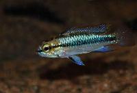 Apistogramma trifasciata