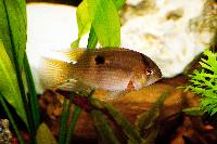 Cleithracara maronii