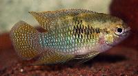 Laetacara dorsigera