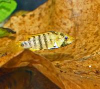 Apistogramma baenschi