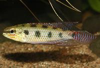 Dicrossus maculatus